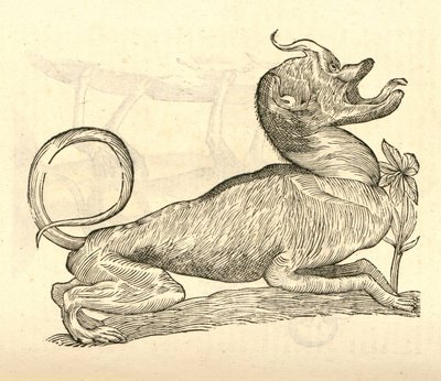 Illustration of Canis monstroso capite from Aldrovandi