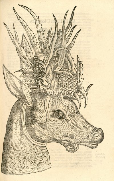 Illustration of Capreolus Polyceros from Aldrovandi