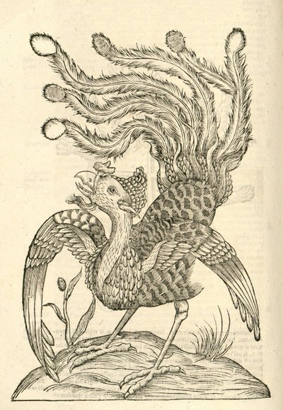 Illustration of Gallus Indicus auritus tridactylus from Aldrovandi