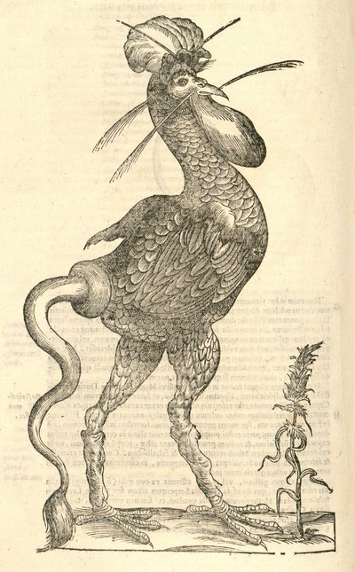 Illustration of Gallus monstrosus from Aldrovandi