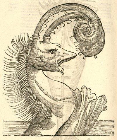 Illustration of Pseudophyseter from Aldrovandi