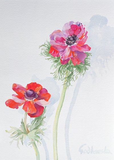 Anemone, 1998 by Izabella Godlewska de Aranda