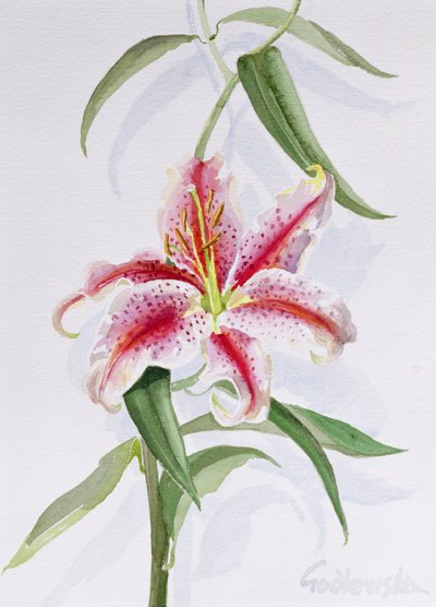 Lily, 1998 by Izabella Godlewska de Aranda