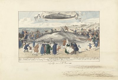 Sperm Whale Stranded at Egmond aan Zee, 1764 by J.A. Visser
