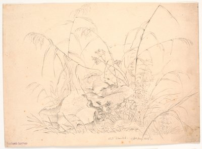 Plant Study. Reeds and Docks by J.P. Møller