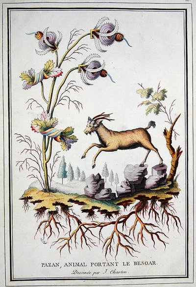 A Pazan, wild mountain goat that carries in its stomach a bezoar by J. (after) Charton