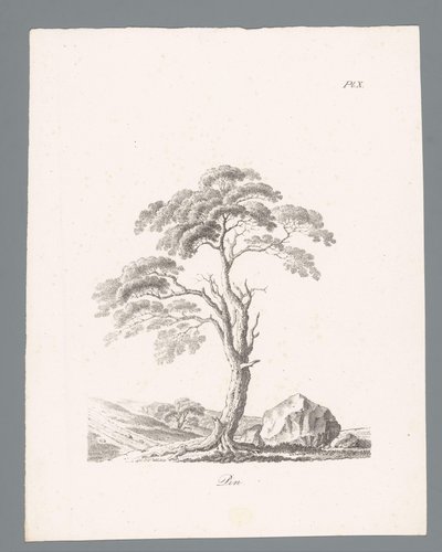 Pine (series title: Studies of Trees) by J. Bernard