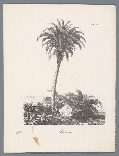 Palm Tree (Studies of Trees) by J. Bernard