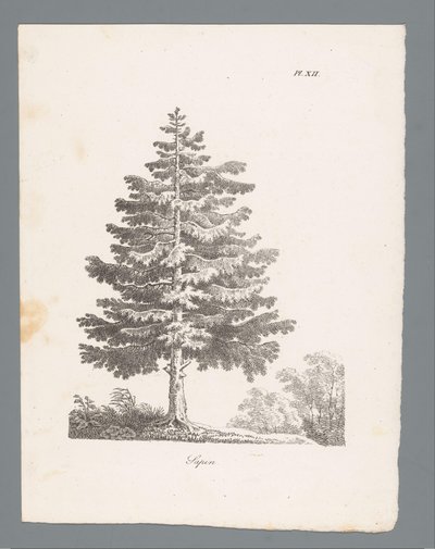 Silver Fir (Studies of Trees) by J. Bernard