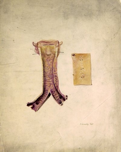 Trachae Study by J. Counolly