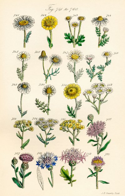 Page of Colour Illustrations from British Wild Flowers after a Work by J. E. Sowerby and C. P. Johnson by J. E. and Johnson C. P.  Sowerby