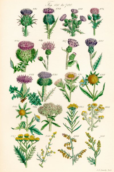 Page of Colour Illustrations from British Wild Flowers after a Work by J. E. Sowerby and C. P. Johnson by J. E. and Johnson C. P.  Sowerby