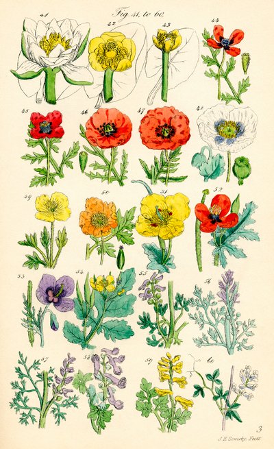 Page of Colour Illustrations from British Wild Flowers after a Work by J. E. Sowerby and C. P. Johnson by J. E. and Johnson C. P.  Sowerby