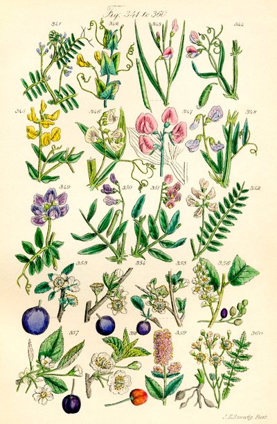 Page of colour illustrations from British Wild Flowers after a work by J. E. Sowerby and C. P. Johnson by J. E. and Johnson C. P.  Sowerby