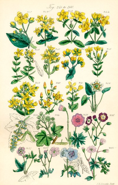 Page of colour illustrations from British Wild Flowers after a work by J. E. Sowerby and C. P. Johnson by J. E. and Johnson C. P.  Sowerby
