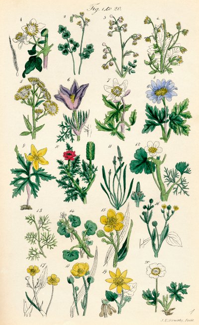 Page of colour illustrations from British Wild Flowers after a work by J. E. Sowerby and C. P. Johnson by J. E. and Johnson C. P.  Sowerby