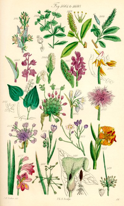 Page of colour illustrations from British Wild Flowers after a work by J. E. Sowerby and C. P. Johnson by J. E. and Johnson C. P.  Sowerby
