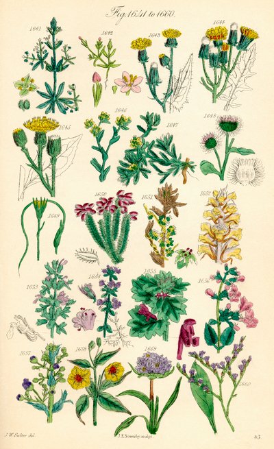 Page of colour illustrations from British Wild Flowers after a work by J. E. Sowerby and C. P. Johnson by J. E. and Johnson C. P.  Sowerby