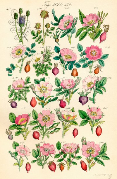 Page of Colour Illustrations from British Wild Flowers (after a work by J. E. Sowerby and C. P. Johnson) by J. E. and Johnson C. P.  Sowerby