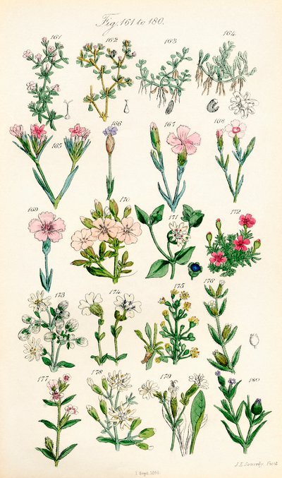Page of Colour Illustrations from British Wild Flowers (after a work by J. E. Sowerby and C. P. Johnson) by J. E. and Johnson C. P.  Sowerby