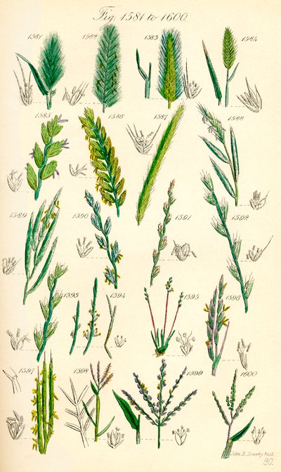 Page of Colour Illustrations from British Wild Flowers (after a work by J. E. Sowerby and C. P. Johnson) by J. E. and Johnson C. P.  Sowerby