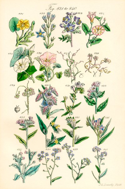 Page of Colour Illustrations from British Wild Flowers (after a work by J. E. Sowerby and C. P. Johnson) by J. E. and Johnson C. P.  Sowerby
