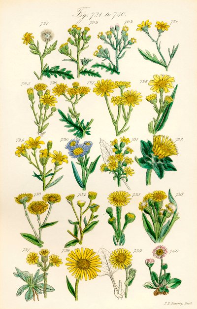 Page of Colour Illustrations from British Wild Flowers (after a work by J. E. Sowerby and C. P. Johnson) by J. E. and Johnson C. P.  Sowerby