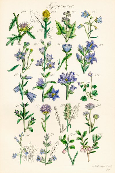 Page of Colour Illustrations from British Wild Flowers (after a work by J. E. Sowerby and C. P. Johnson) by J. E. and Johnson C. P.  Sowerby