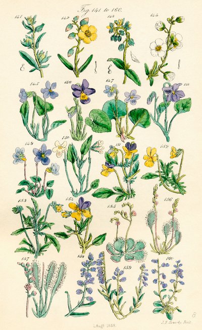 Page of Colour Illustrations from British Wild Flowers by J. E. and Johnson C. P.  Sowerby