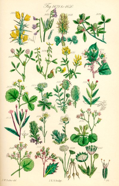 Page of Colour Illustrations from British Wild Flowers by J. E. and Johnson C. P.  Sowerby