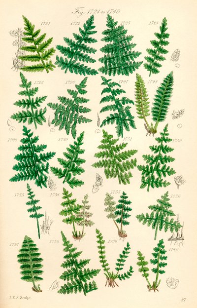 Page of Colour Illustrations from British Wild Flowers by J. E. and Johnson C. P.  Sowerby