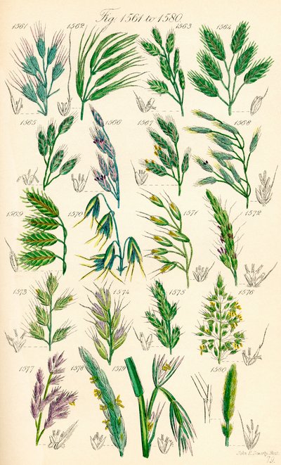 Page of Colour Illustrations from British Wild Flowers by J. E. and Johnson C. P.  Sowerby