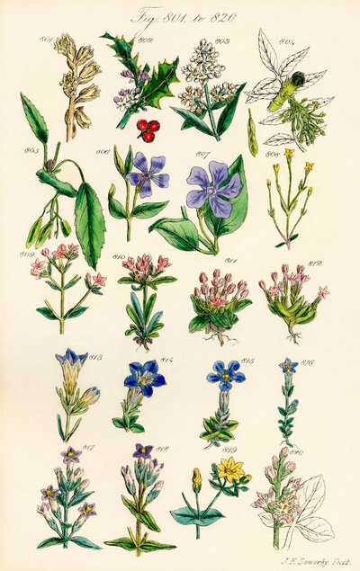 Page of Colour Illustrations from British Wild Flowers by J. E. and Johnson C. P.  Sowerby