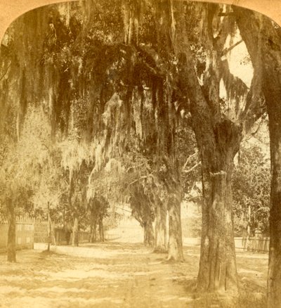 Entrance to St. Augustine, Florida, U.S.A. by J. F. Jarvis