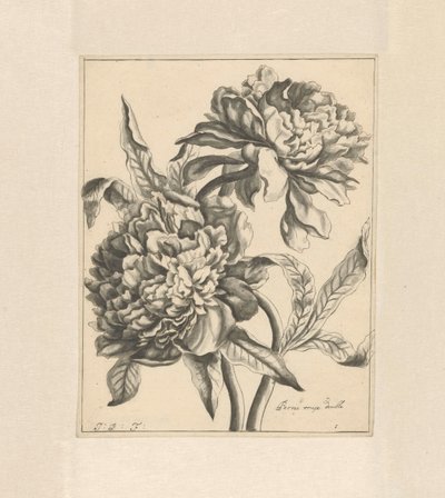 Two Branches with a Peony by J. Porteret