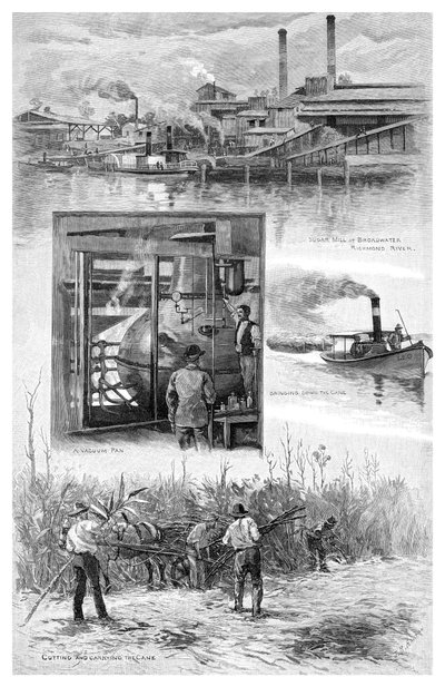 The Sugar Industry, Richmond River, New South Wales, Australia by J. R. Ashton