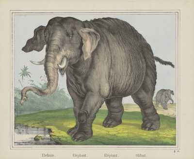 Elephant by J. Scotti