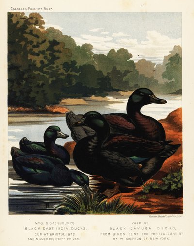 Black East India Ducks and Black Cayuga Ducks by J. W. (after) Ludlow