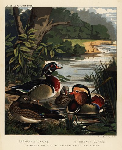 Carolina ducks, Aix sponsa, and Mandarin ducks, Aix galericulata by J. W. (after) Ludlow