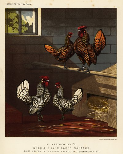 Gold-laced bantam and silver-laced bantam cock and hen by J. W. (after) Ludlow