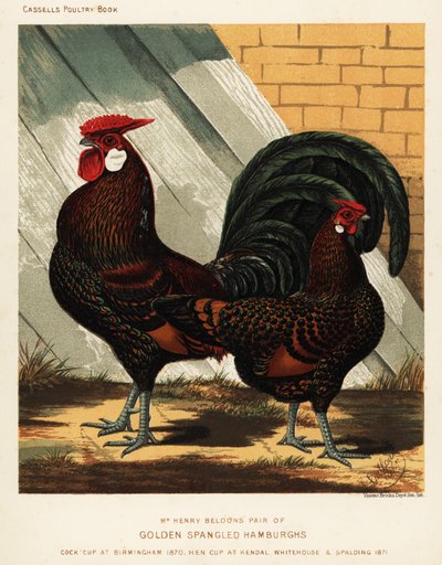 Golden Spangled Hamburgh Cock and Hen by J. W. (after) Ludlow