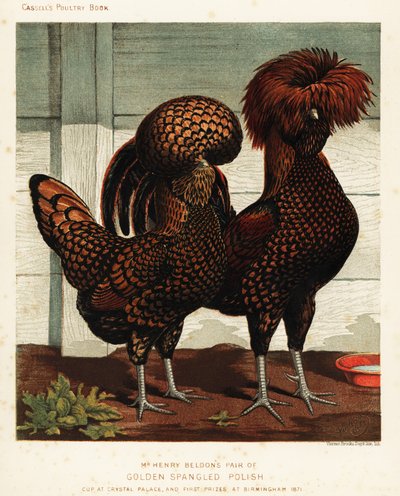 Golden spangled Polish cock and hen by J. W. (after) Ludlow