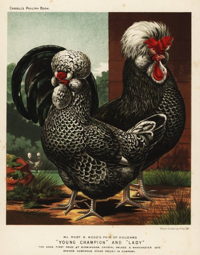 Houdan or Poule de Houdan cock and hen by J. W. (after) Ludlow