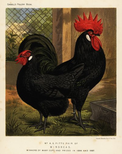 Minorca Chickens, Cock and Hen, Gallus Gallus Domesticus by J. W. (after) Ludlow
