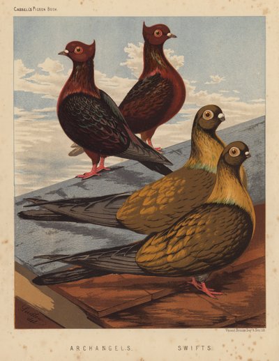 Pigeons: Archangels; Swifts by J. W. (after) Ludlow