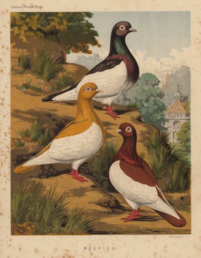 Pigeons: Magpies by J. W. (after) Ludlow