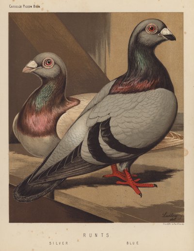 Pigeons: Runts, Silver, Blue by J. W. (after) Ludlow