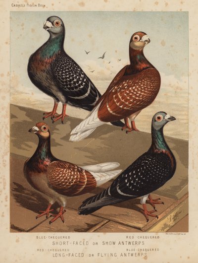 Pigeons: Short-Faced or Show Antwerps, Blue-Chequered, Red-Chequered; Long-Faced or Flying Antwerps, Red-Chequered, Blue-Chequered by J. W. (after) Ludlow