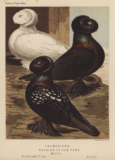 Pigeons: Trumpeters, Russian or New Type, White, Black-Mottled, Black by J. W. (after) Ludlow