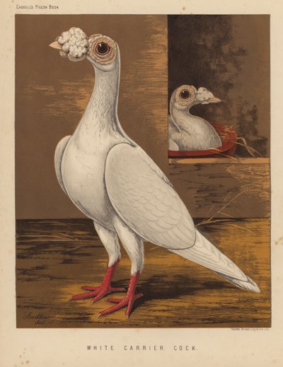 Pigeons: White Carrier Cock by J. W. (after) Ludlow
